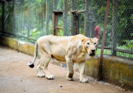 Vasona lion safari silvassa