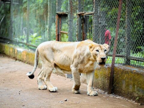 Vasona lion safari silvassa