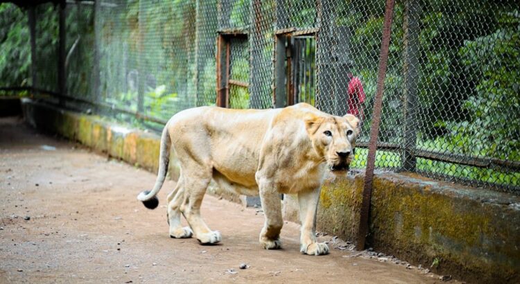 Vasona lion safari silvassa